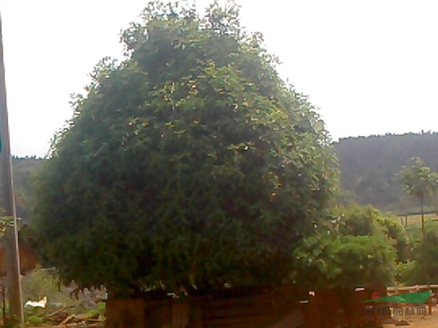 紅花丹桂