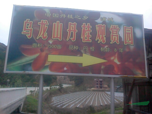 紅花丹桂