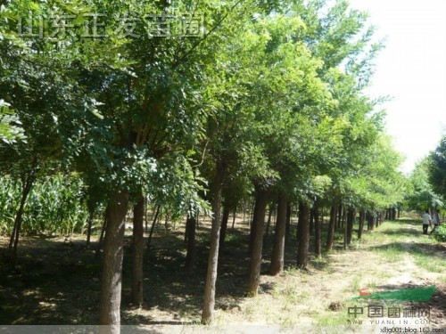 国槐,白蜡,法桐