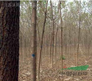 白蠟 白蠟苗圃基地 10公分白蠟 白蠟價格 