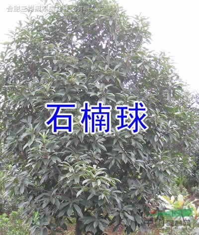 香樟，大葉女貞，杜英，桂花，海桐球，廣玉蘭，木槿