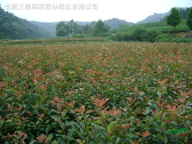 大量低價供應香樟，大葉女貞，杜英，桂花，海桐球，廣玉蘭，木槿