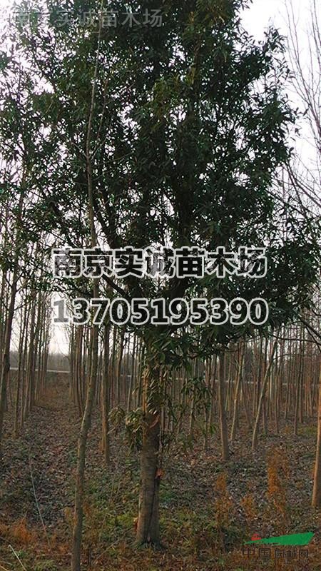 杜英