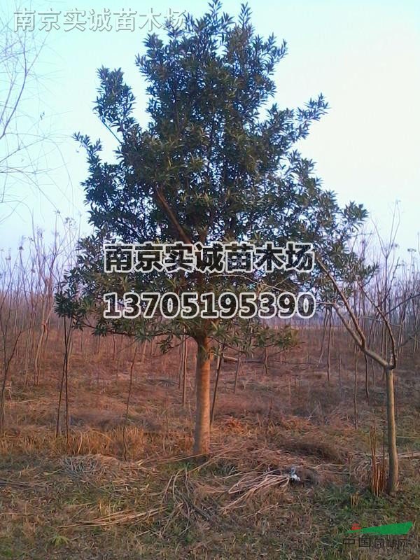 杜英