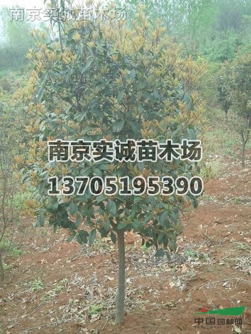桂花