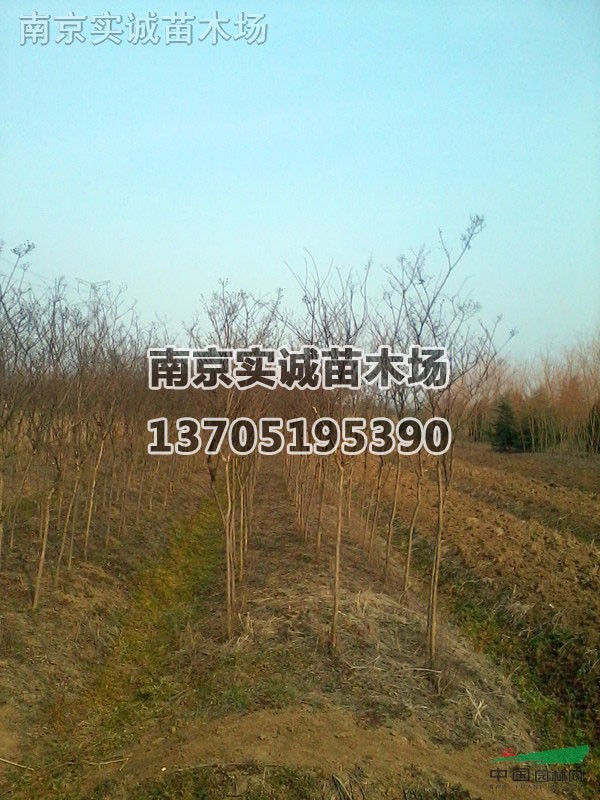 紫薇