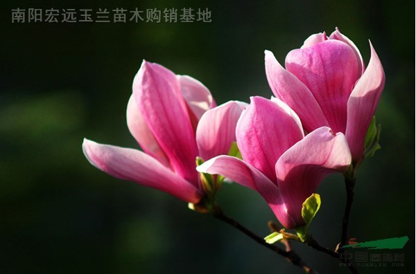 8-40公分精品二喬玉蘭、白玉蘭