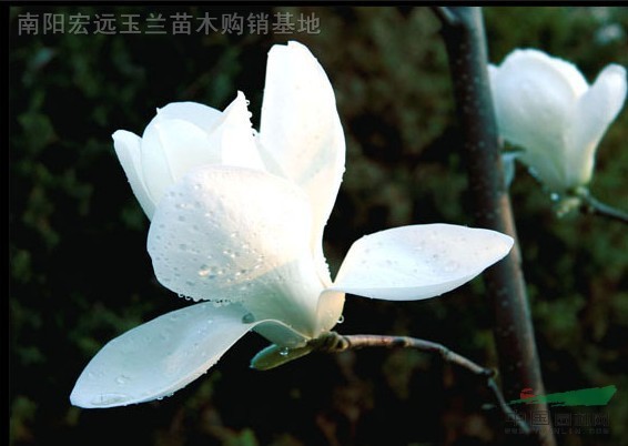 8-40公分精品二喬玉蘭、白玉蘭