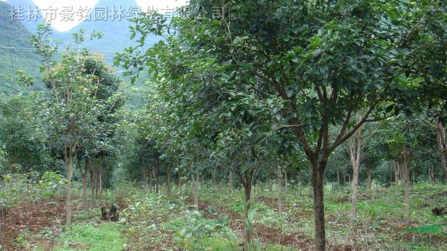 合同到期處理單桿米徑8-15公分桂花