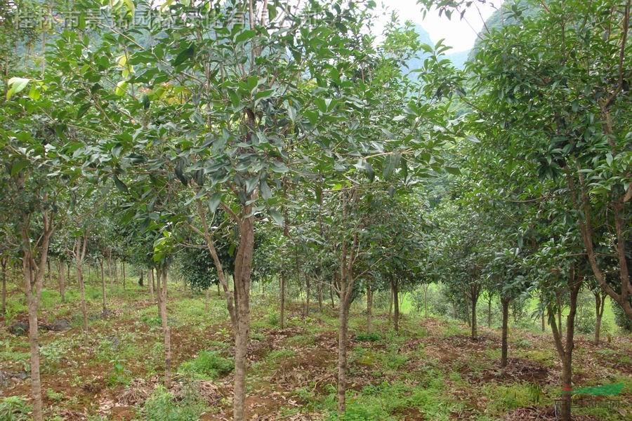 合同到期處理單桿米徑8-15公分桂花