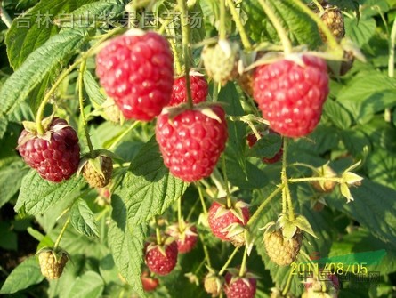 树莓 红树莓价格 树莓苗 树莓种植 树莓种苗 哪里有树莓