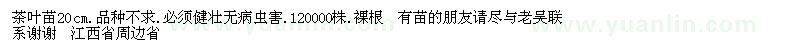 求購(gòu)高20公分茶葉苗