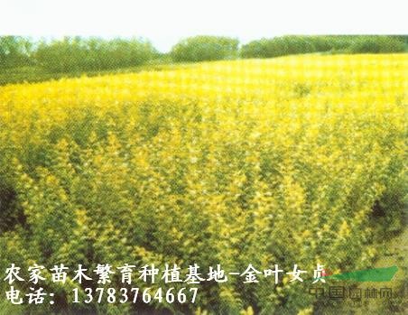 小葉女貞價(jià)格，紅花繼木價(jià)格，金葉女貞價(jià)格，棕櫚