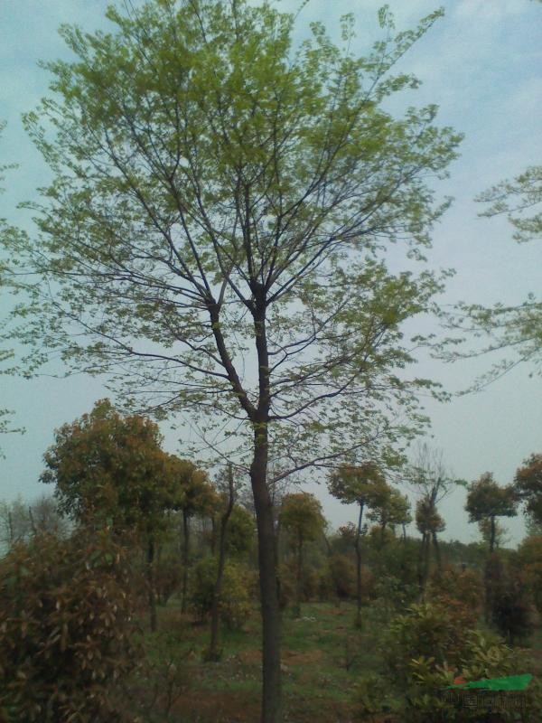 樸樹15-40