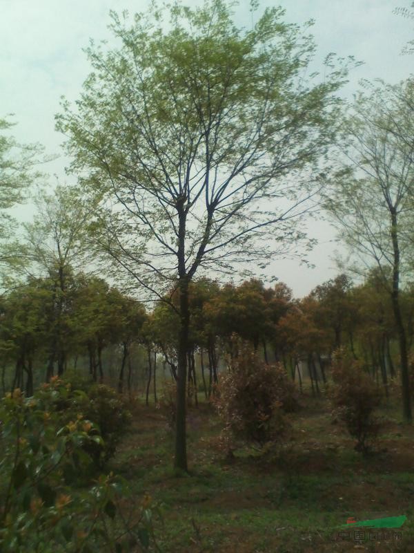 樸樹15-40