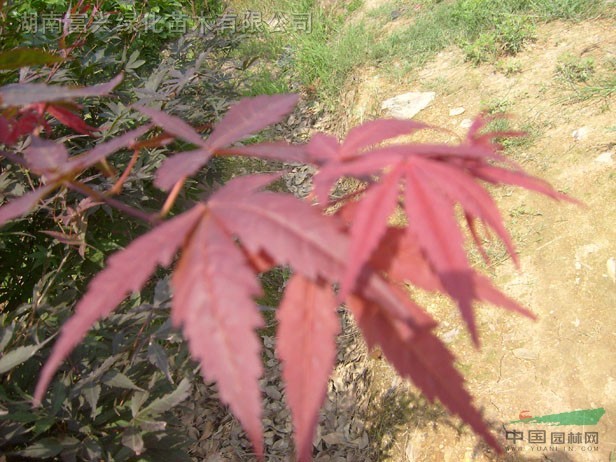 日本櫻花，日本羅漢松，紅葉石楠，蒲葵，楓香，銀杏，櫸樹(shù)，垂柳