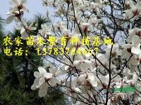 廣玉蘭價格，白玉蘭價格，紅玉蘭價格，紫玉蘭價格，黃玉蘭價格