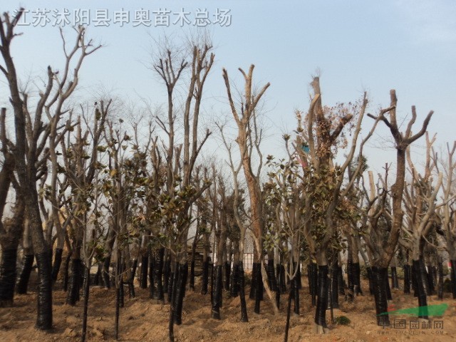 櫸樹(shù)，櫸樹(shù)價(jià)格，櫸樹(shù)苗木