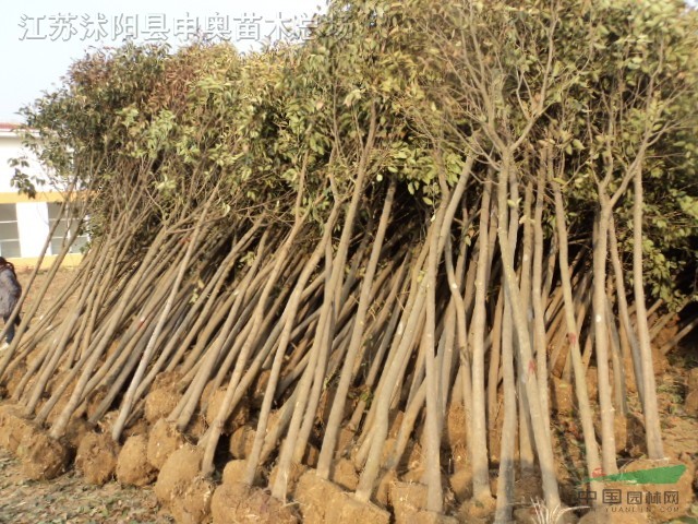 大葉女貞，高桿女貞，大葉女貞價格