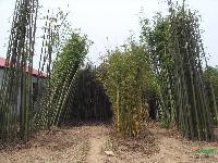 竹子，南天竹，竹子价格，各种竹子