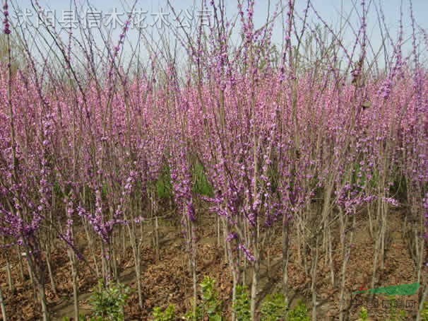 紫荊，紫荊花，紫荊苗木