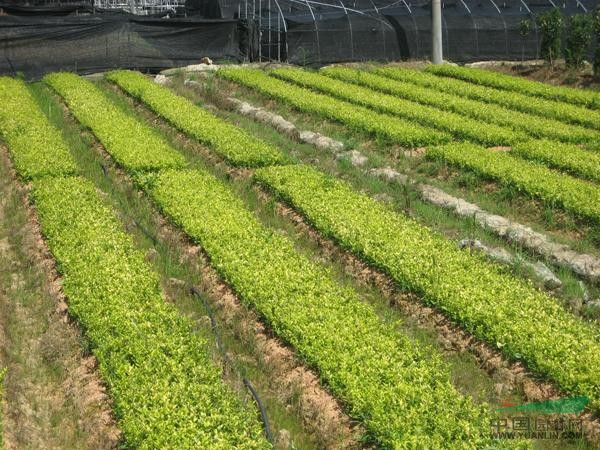 大量供應(yīng)各類規(guī)格金森女貞色塊苗、小毛球