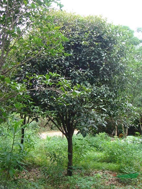 合同到期處理單桿米徑8-15公分桂花