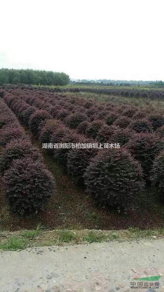 紅花繼木 紅花繼木苗 紅花繼木球 紅花繼木樁 紅桎木