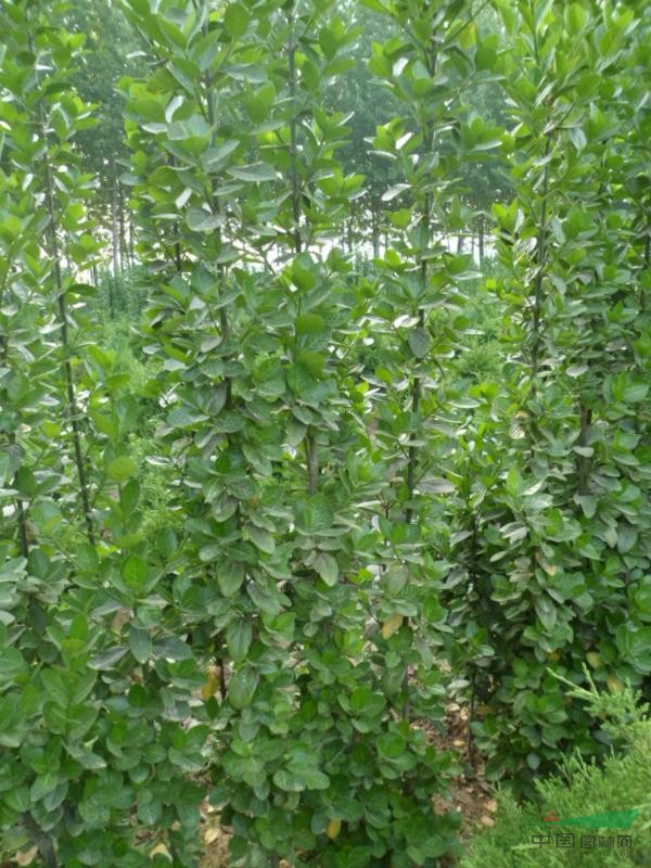 优质北海道黄杨，冬青