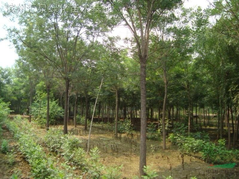 國槐 速生國槐 國槐種子
