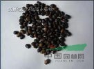 國槐 速生國槐 國槐種子
