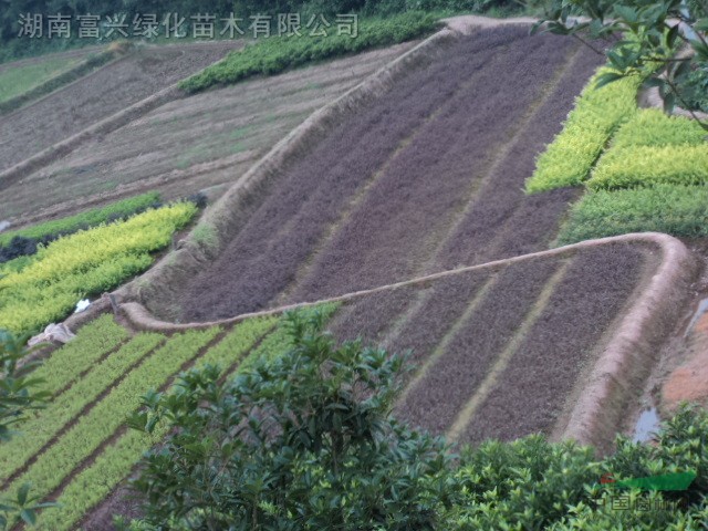 湖南小苗，長(zhǎng)沙小苗，跳馬小苗，瀏陽(yáng)工程苗，貴州小苗，廣東苗木