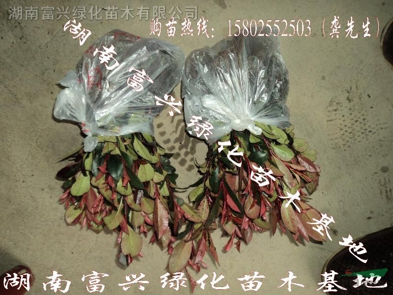 湖南紅葉石楠，湖南富興苗木，湖南小葉紅葉石楠，紅葉石楠價(jià)格！