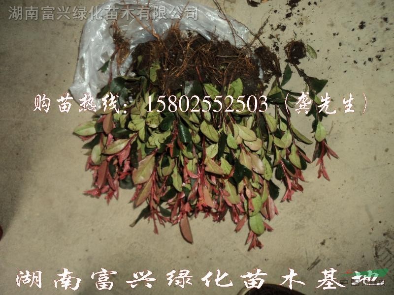 湖南月月紅桂花，月月紅桂價(jià)格，長沙月月紅桂，湖南富興綠化苗木