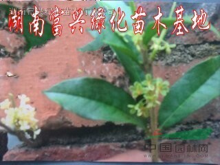 湖南月月紅桂花，月月紅桂價(jià)格，長沙月月紅桂，湖南富興綠化苗木