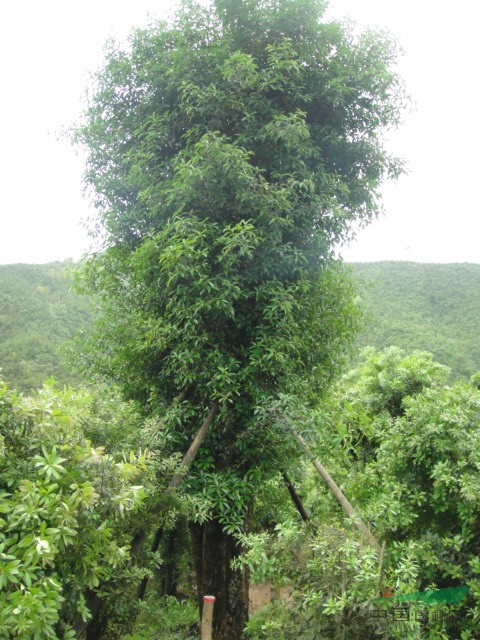 低價供應(yīng)欏木石楠 .月季.十大功勞.夾竹桃.金葉女貞