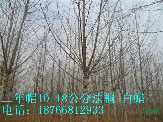 一年帽15-20公分法桐 造型法桐
