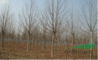 一年帽15-20公分法桐 造型法桐