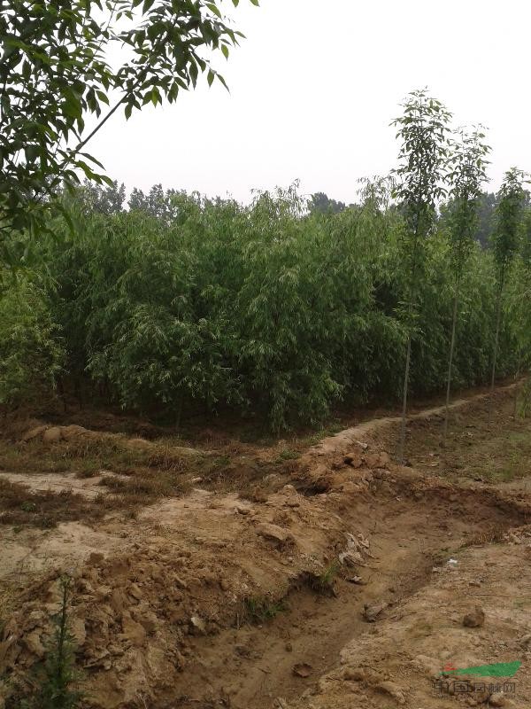 1-3年貌法桐 骨架法桐 暫地用灣法桐 法桐苗