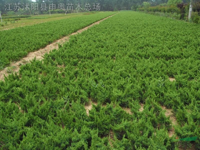 沙地柏 沙地柏小苗 沙地柏苗，沙地柏小苗價(jià)格 沙地柏苗圖片