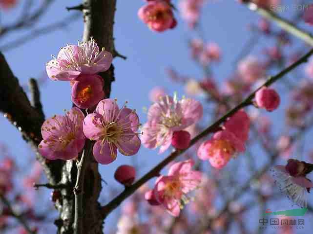 紅葉碧桃 梅花 綠萼梅