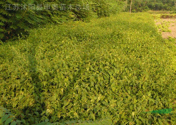 棣棠  棣棠小苗  棣棠苗價格 棣棠100萬棵