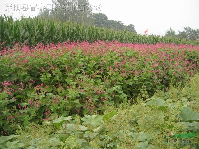 紅蓼，紅蓼種苗，別名：游龍，紅草、蘢鼓、天蓼、石龍、大蓼  