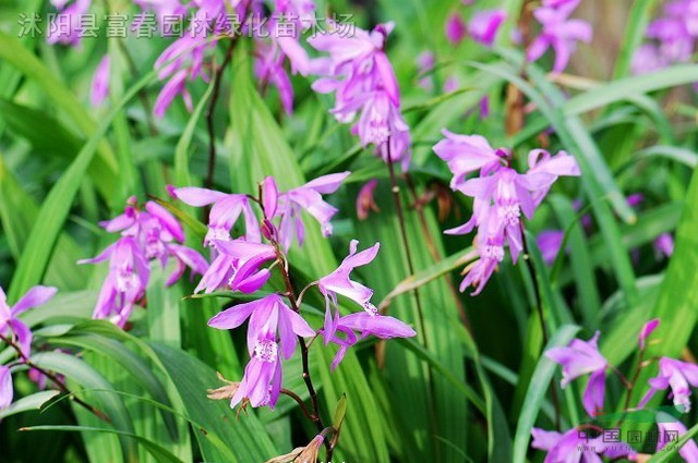 白芨，白及種苗，別稱： 連及草、甘根、白給、箬蘭、朱蘭，紫蘭