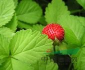 廣玉蘭、黃山欒樹(shù)、吉祥草、蛇莓、花石榴、蔥蘭