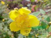 供應(yīng)薔微、壽星桃、金絲桃、金鐘花、迎春、云南黃馨