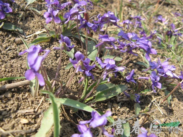 紫花地丁，紫花地丁種苗，別名：鏵頭草、光瓣堇菜，紫花地丁基地