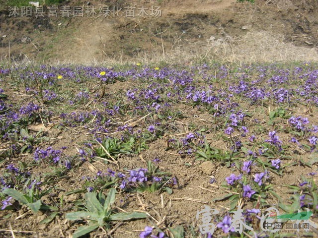 紫花地丁，紫花地丁種苗，別名：鏵頭草、光瓣堇菜，紫花地丁基地