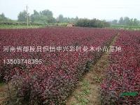 紫葉矮櫻小苗