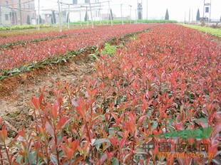 红叶石楠盆苗